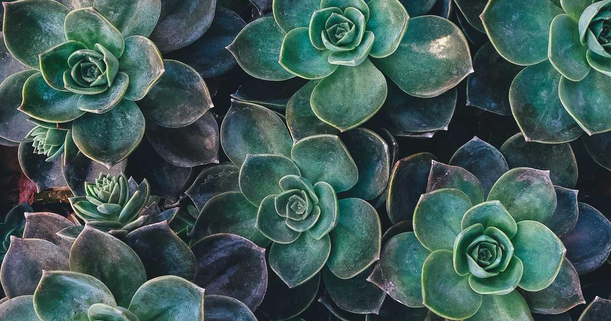 MongoDB Certification: India Devs Prep Guide